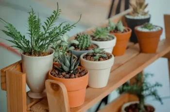 Identifique Plantas Facilmente com Nosso App: Descubra Agora!