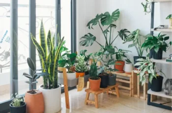 Melhores Aplicativos para Identificar Plantas